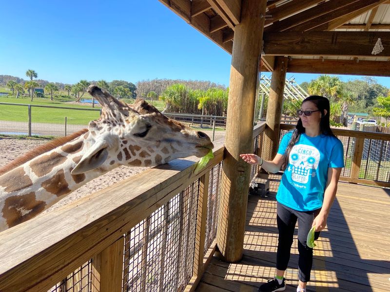Feeding the Giraffe in the Safari