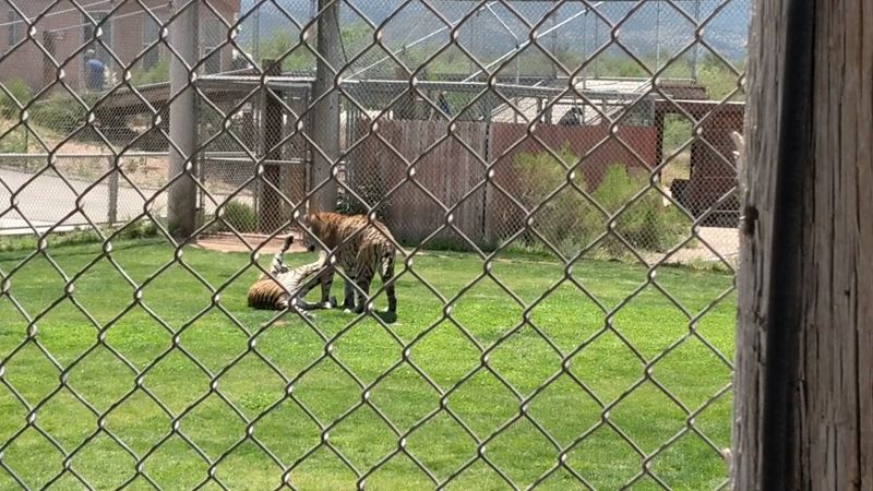 Predator Feeding Presentations