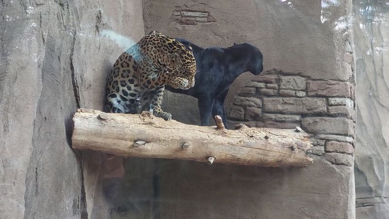 This Arizona Park Lets You Drive Through 160 Acres of Animal Habitats 7 Jaguars and Exotic Cats: Unexpected Showstoppers