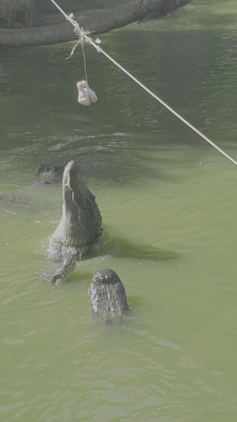 Live Animal Shows and Demonstrations