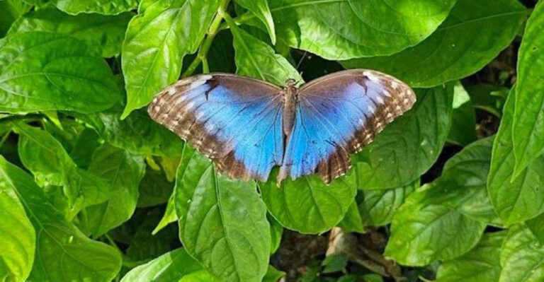 The World’s Largest Butterfly Park Is This 10-Acre Conservatory in Florida
