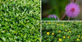 These Are The 7 Best Ground Covers For Florida Yards Where Grass Struggles