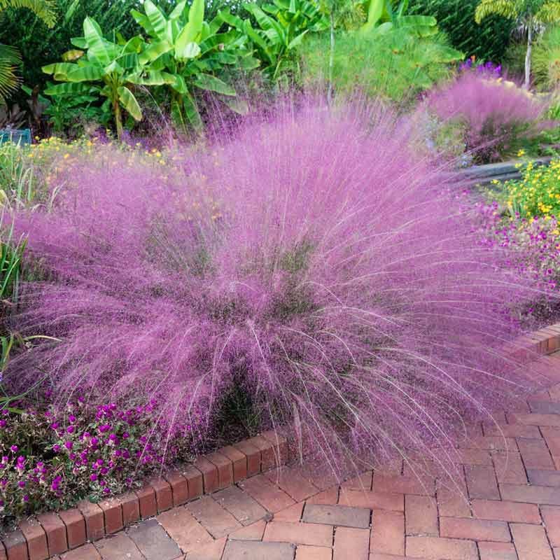 Muhly Grass