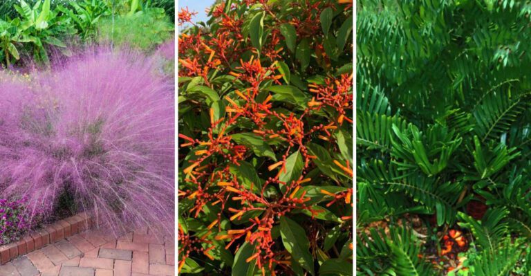These Are The 8 Best Native Florida Plants For Yards That Need Less Water