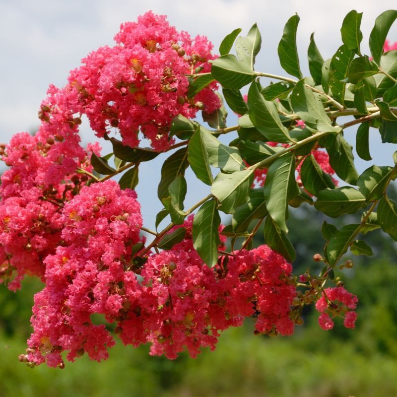 These Are The 8 Best Small Trees For Florida Front Yards That Stay Manageable 2 Crape Myrtle (Lagerstroemia indica)
