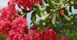 These Are The 8 Best Small Trees For Florida Front Yards That Stay Manageable