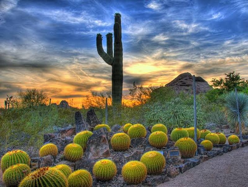These Arizona Desert Garden Trails Are at Their Absolute Best This Spring 2 Desert Botanical Garden - Phoenix, Arizona