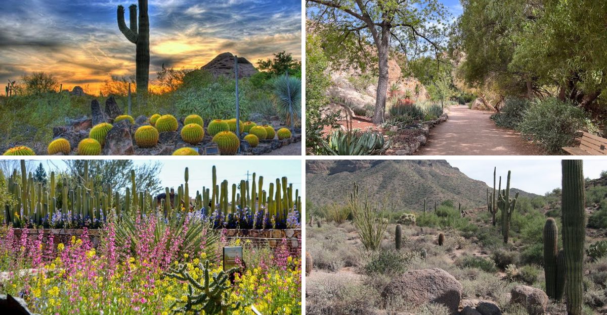 These Arizona Desert Garden Trails Are at Their Absolute Best This Spring