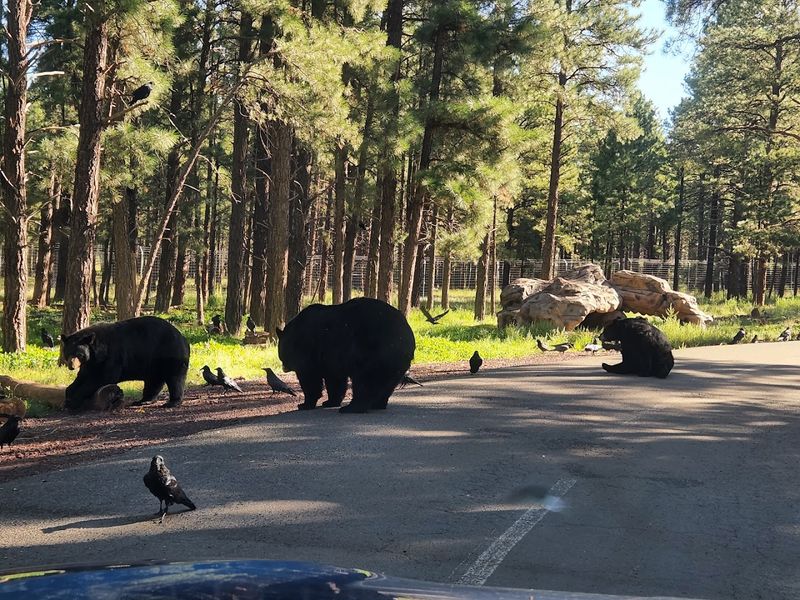This Arizona Park Lets You Drive Through 160 Acres of Animal Habitats 2 The Drive-Through Experience: Wildlife at Your Car Window