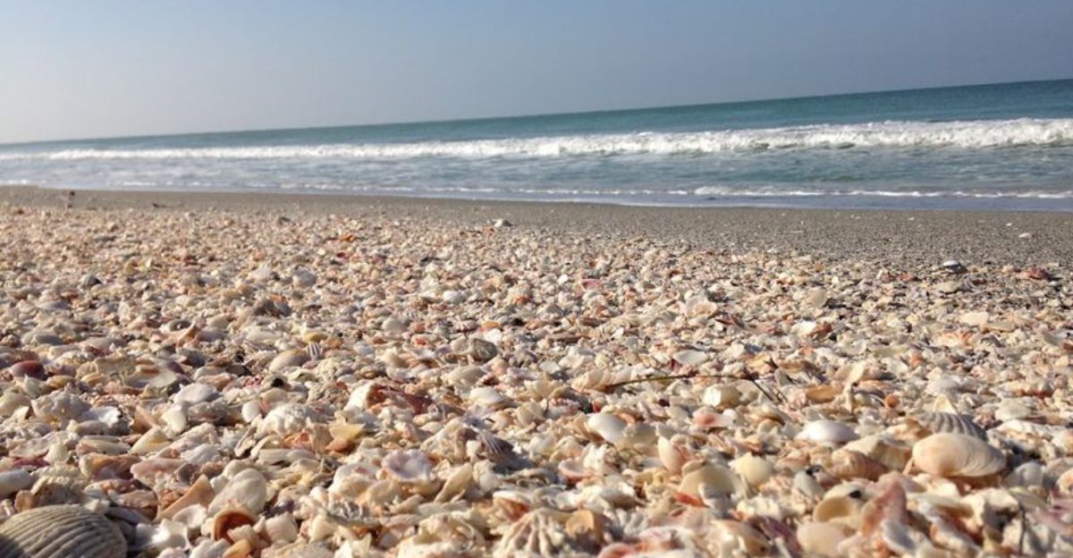 This Beautiful Florida Island Is a Paradise for Shell Collectors