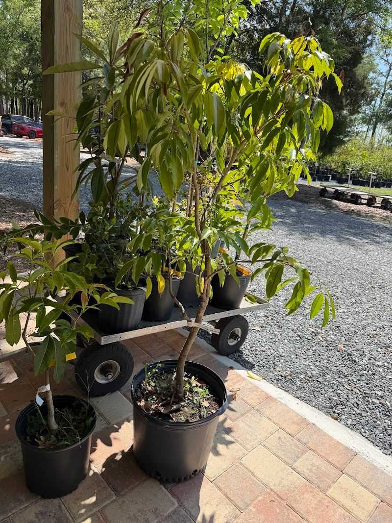 This Florida Greenhouse at GreenDreams Nursery in Spring Hill Is Changing How Locals Grow Fruits, Herbs, and Flowers 2 An Extraordinary Selection of Organic Fruit Trees