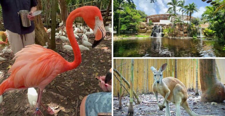 This Florida animal attraction gives visitors the rare chance to interact with wildlife in a way they never forget