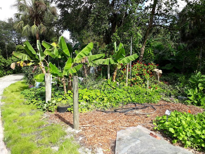 This Florida greenhouse approach helps gardeners grow more with less stress 2 Growing Plants Adapted to Florida's Harsh Climate