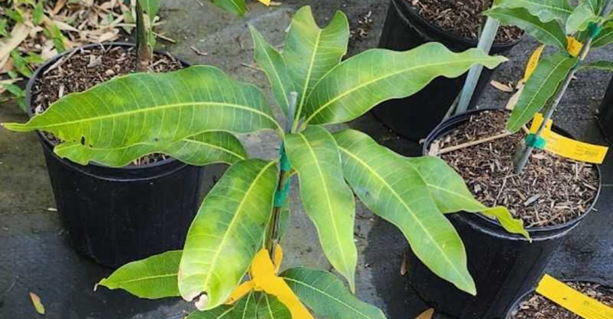 This Florida greenhouse approach helps gardeners grow more with less stress