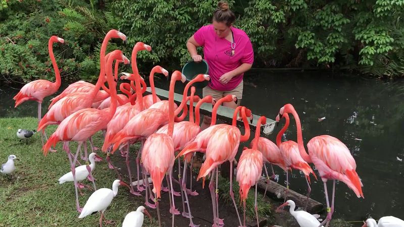 This Magical Florida Garden Lets You Hand-Feed Flamingos and Meet Lemurs 2 Hand-Feeding the Flamingos