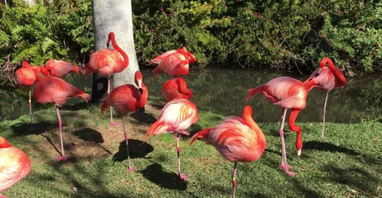This Magical Florida Garden Lets You Hand-Feed Flamingos and Meet Lemurs