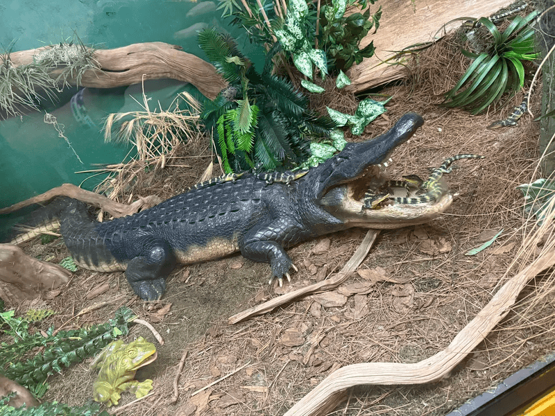 The Live Alligator Experience at Gator Beach
