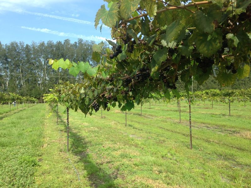 This Rustic Florida Vineyard Brings Together Wine Tastings and Live Music 2 Estate Wines Made from Hand-Picked Grapes