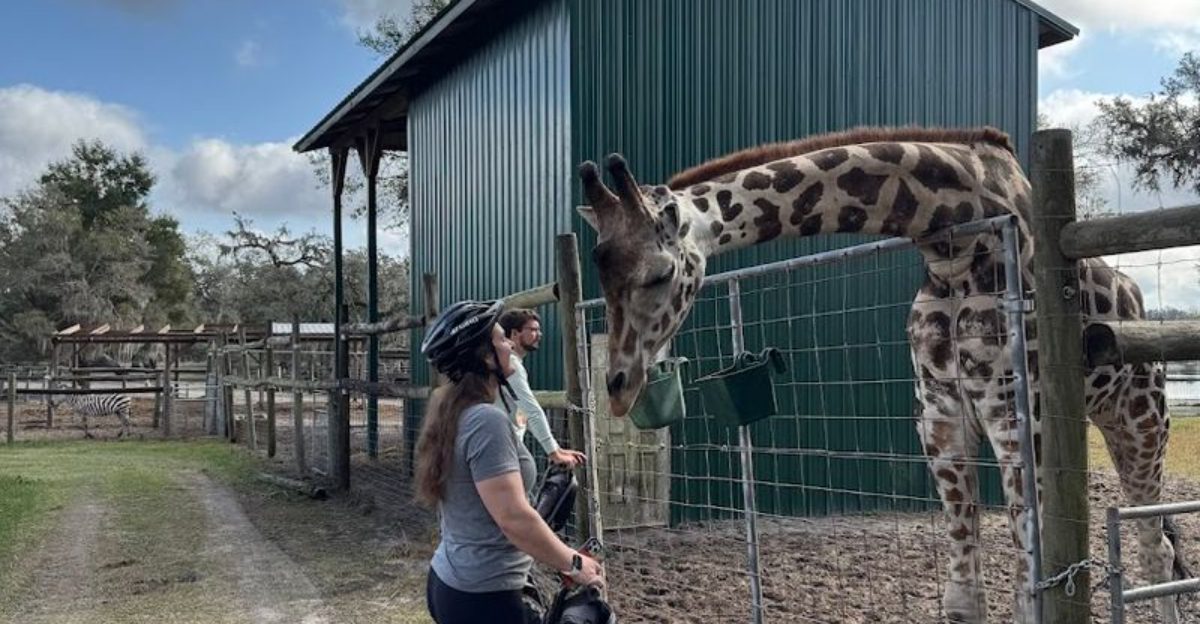 This Small Florida Giraffe Ranch Lets You Get Close to African Animals