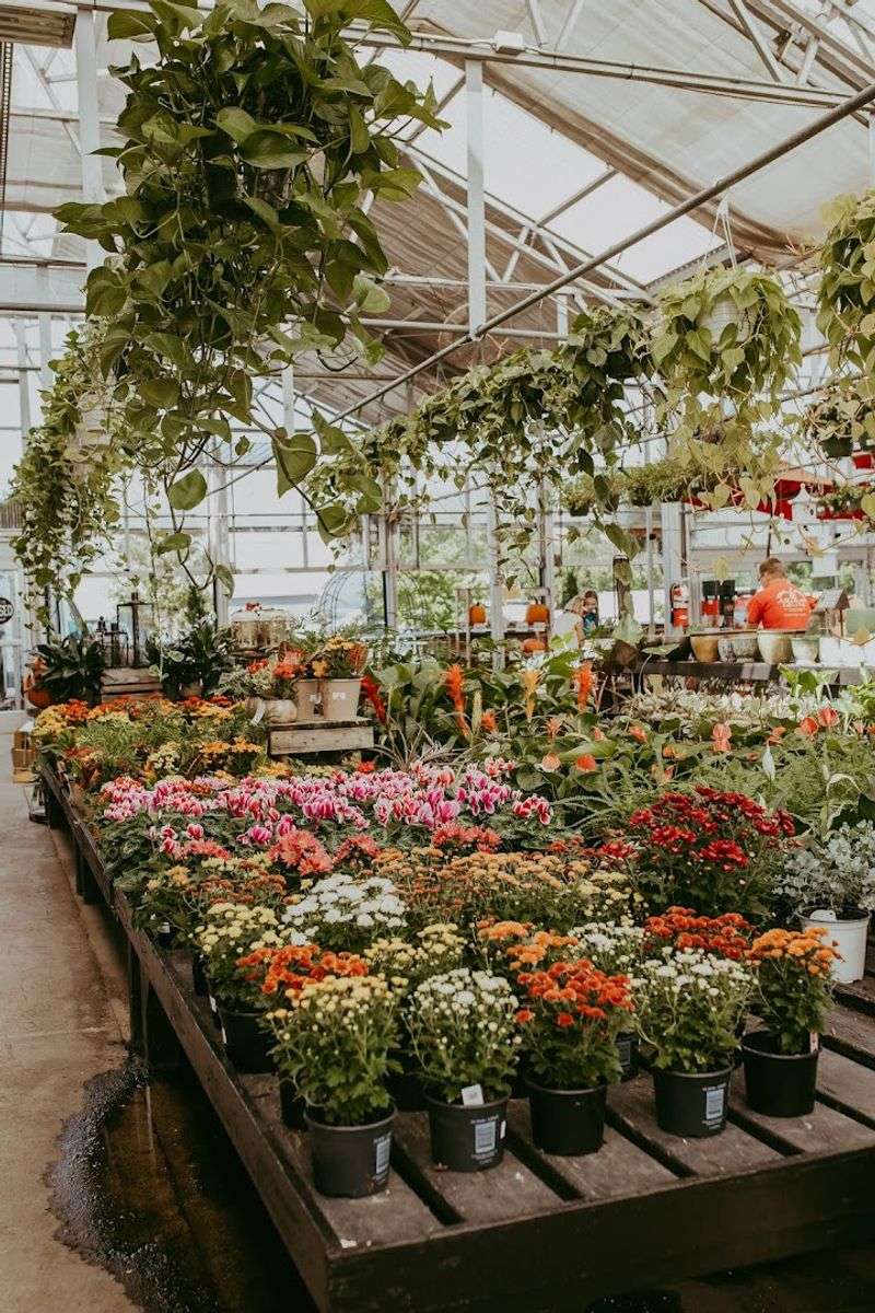 An Unbeatable Selection of Houseplants