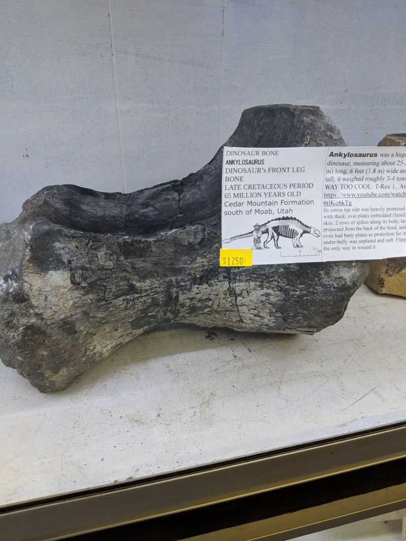 Real Dinosaur Bones You Can Actually See Up Close