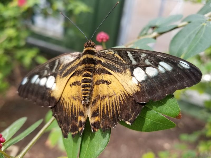 Butterflies Landing on You Is Practically Guaranteed