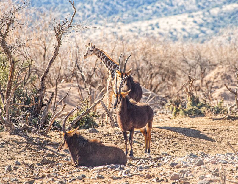 Hand-Feeding the Giraffes