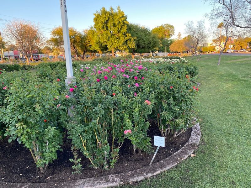 How to Find the Rose Garden at MCC