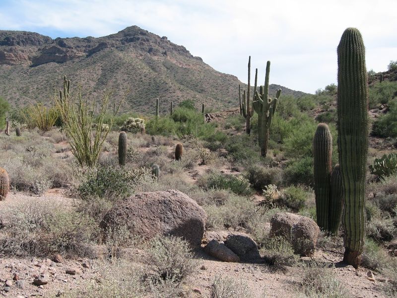 These Arizona Desert Garden Trails Are at Their Absolute Best This Spring 5 Usery Mountain Regional Park - Mesa, Arizona