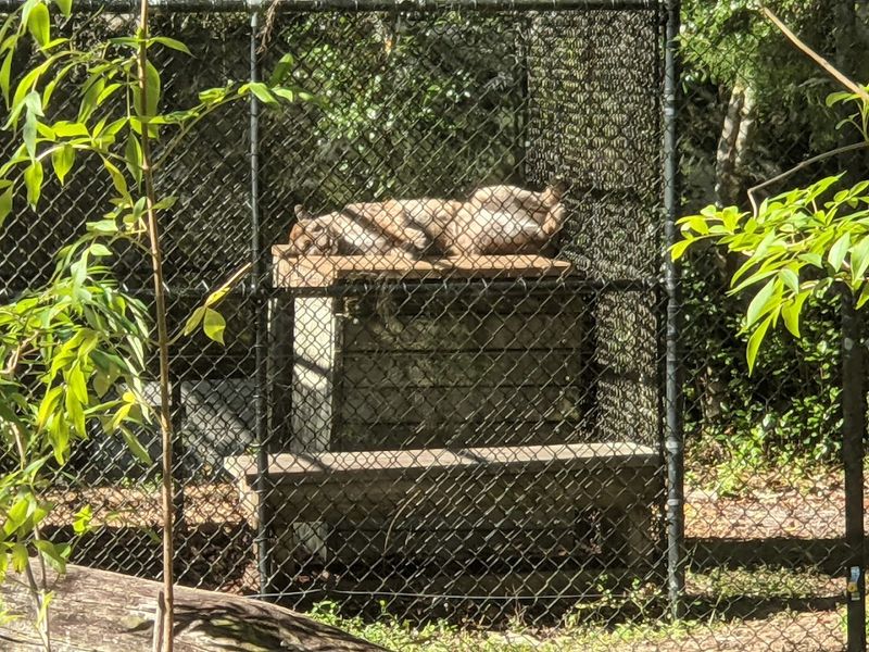 Florida Panthers and Bobcats in Natural Habitats