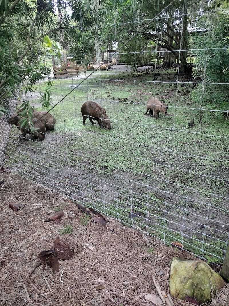 Capybara and Exotic Animal Encounters