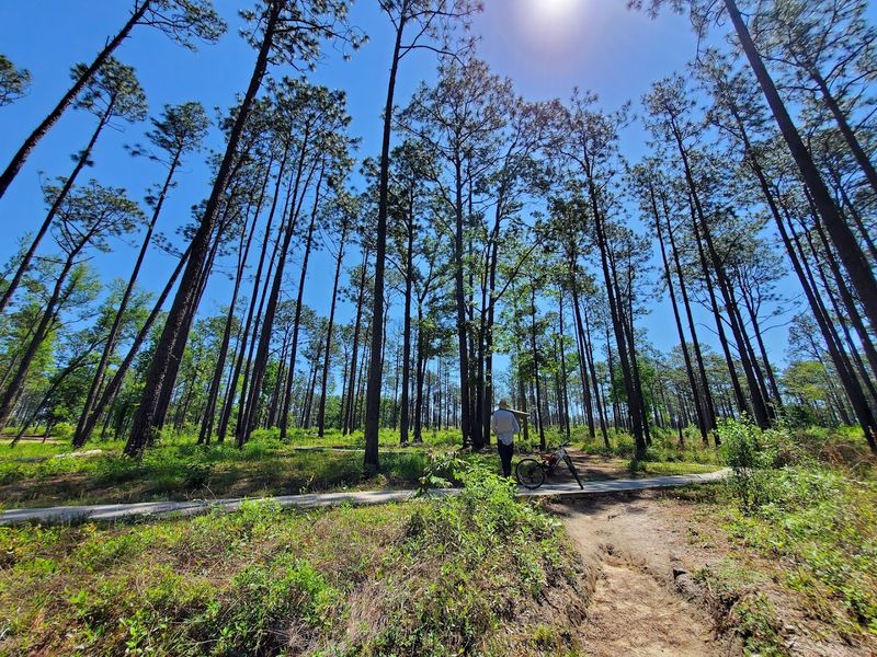Camping Under the Stars at the Park's Campground