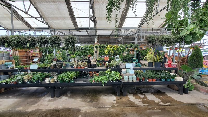 Perennials, Shrubs, and Trees for Long-Term Landscaping