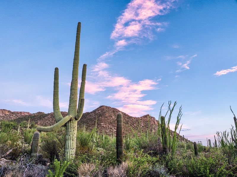Saguaro National Park - Arizona, Arizona