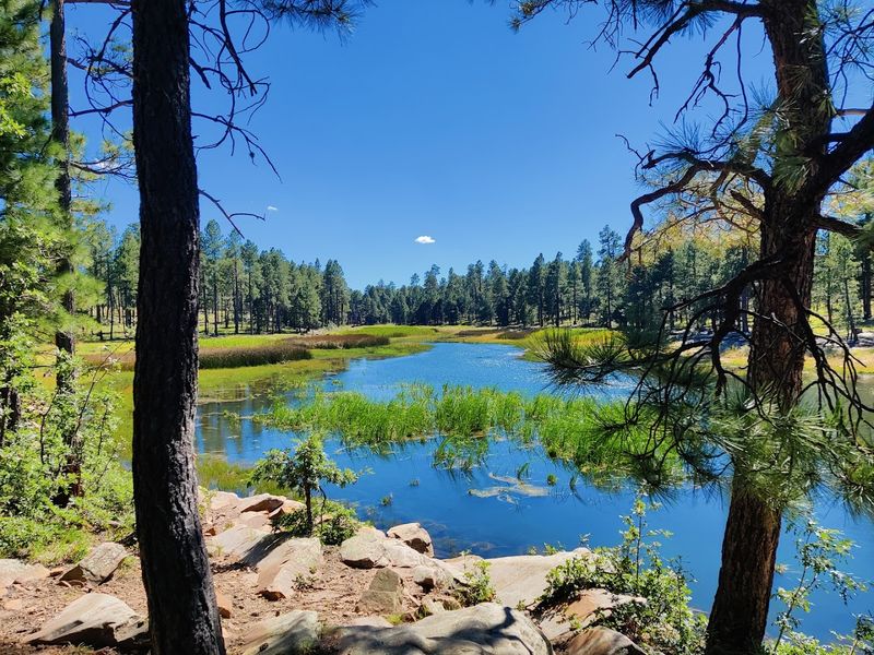 Apache-Sitgreaves National Forests - Springerville, Arizona