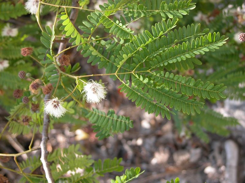 These Are The 8 Best Small Trees For Florida Front Yards That Stay Manageable 9 Wild Tamarind (Lysiloma latisiliquum)