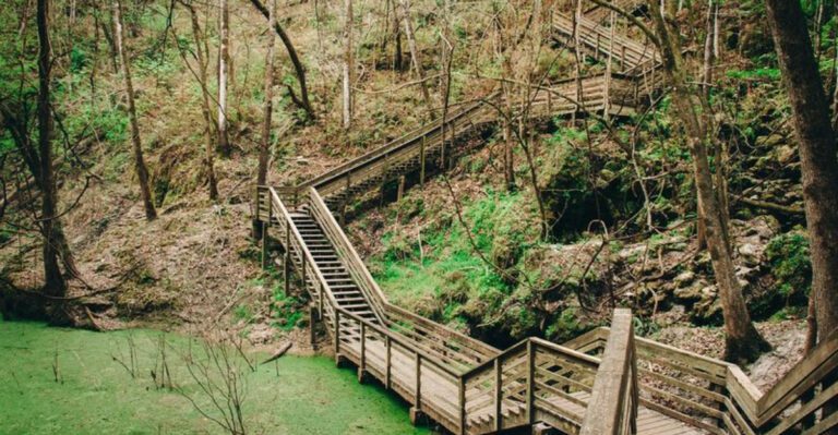 Walk Down a Winding Wooden Staircase Into a Massive Sinkhole at Florida’s Devil’s Millhopper Trail