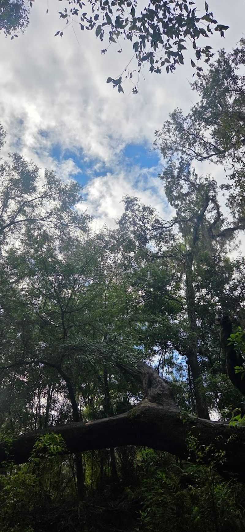 This Florida Cave Trail Offers a Thrilling Hike for the Whole Family 13 Wildlife and Nature Along the Forest Trail