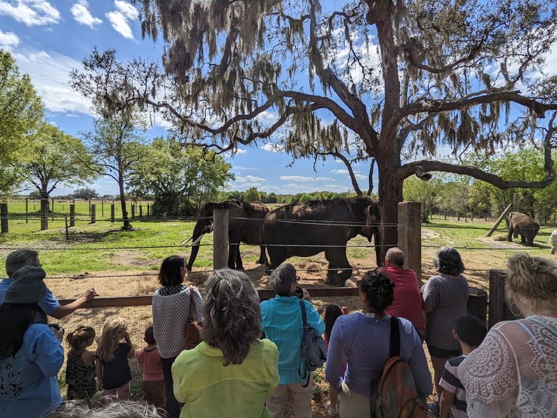 Why Myakka Elephant Ranch Belongs on Your Florida Bucket List