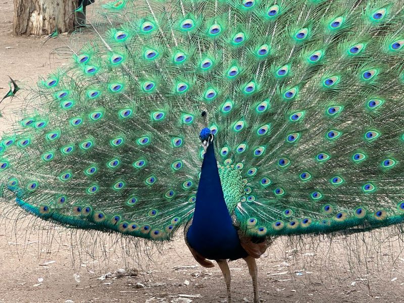 Free-Roaming Peacocks Throughout the Park