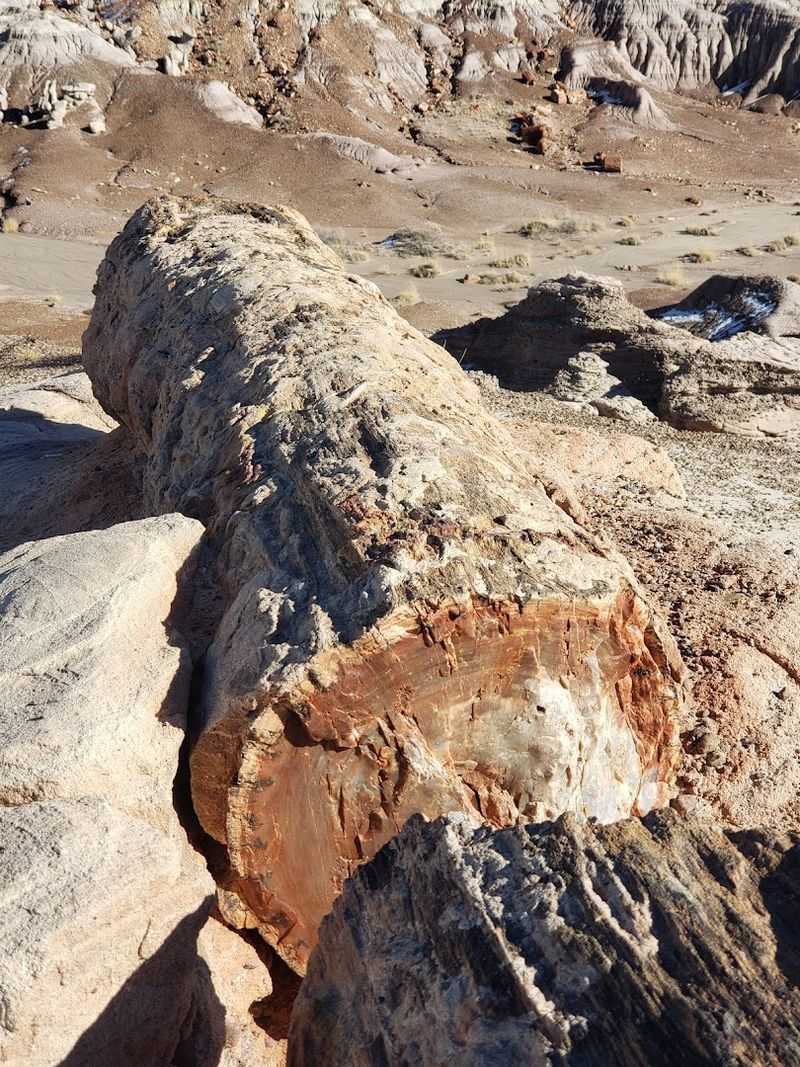 Fossils That Rewrote Prehistoric History