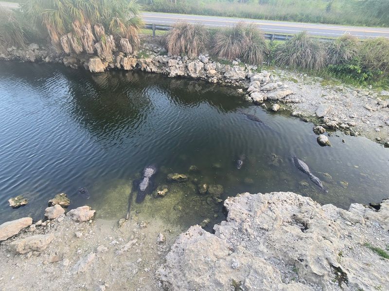 Manatee and Multi-Species Wildlife Encounters