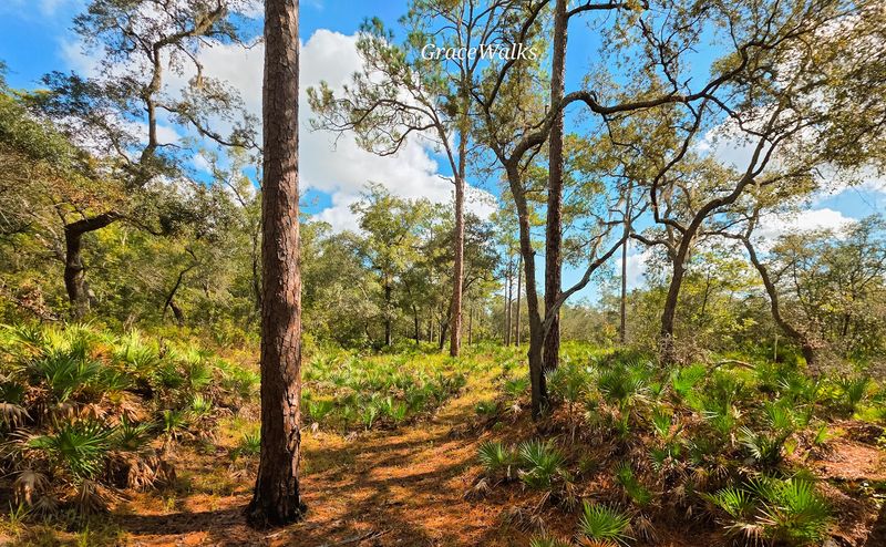 Biking and Horseback Riding Through the Forest