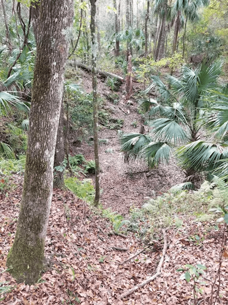 This Florida Cave Trail Offers a Thrilling Hike for the Whole Family 14 Nearby Alternatives If You Want More After Dames Cave