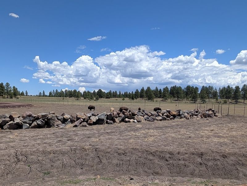 This Arizona Park Lets You Drive Through 160 Acres of Animal Habitats 5 Bison and Deer: Wide Open Roamers of the Park
