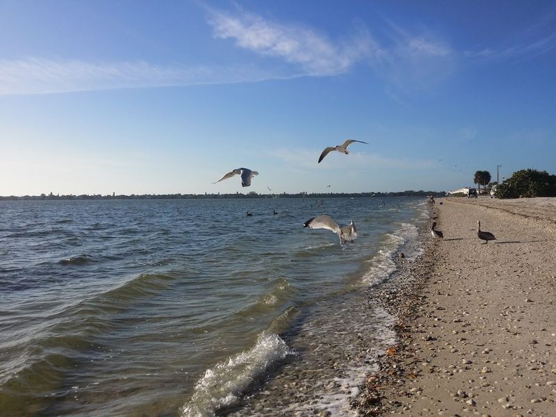 This 12-Mile Scenic Drive in Florida Is an Experience You Shouldn't Miss 5 Wildlife Watching Right from Your Car Window