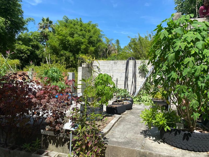 This Florida greenhouse approach helps gardeners grow more with less stress 7 Moringa Trees: The Miracle Plant for Florida Yards