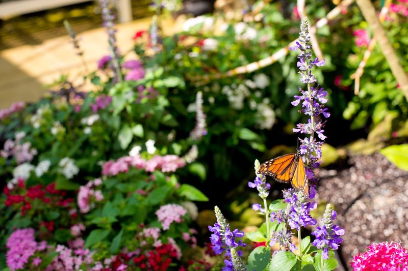 Native Plants for Pollinators and Wildlife