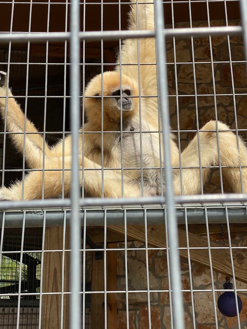 The Walkabout Area for On-Foot Exploration