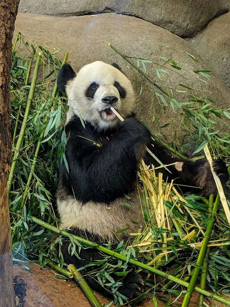 12 Tennessee Family Attractions That Can Fill a Full Day Without Overspending 4 Memphis Zoo - Memphis, Tennessee